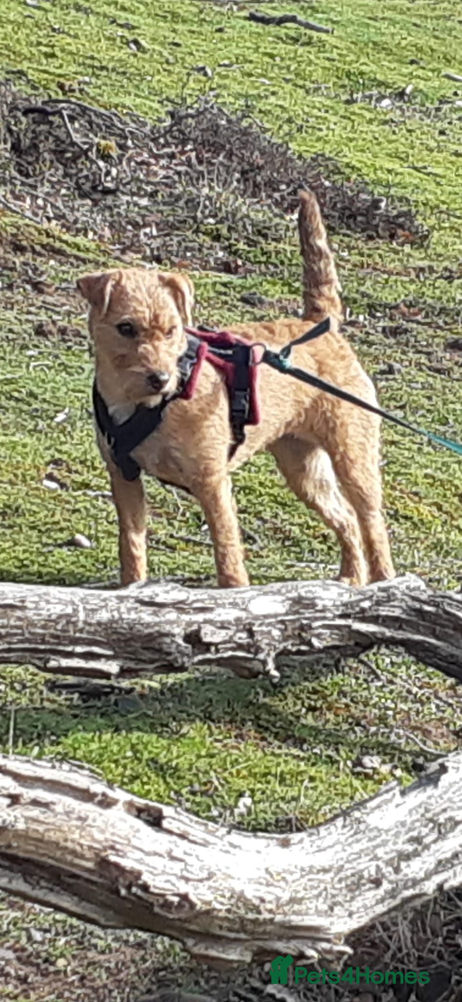 Lakeland Terrier dogs Lakeland terrier puppies - Advert 5