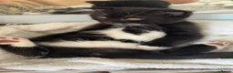 Scottish Fold cats for sale: Black and white Scottish fold kitten  - Advert 10