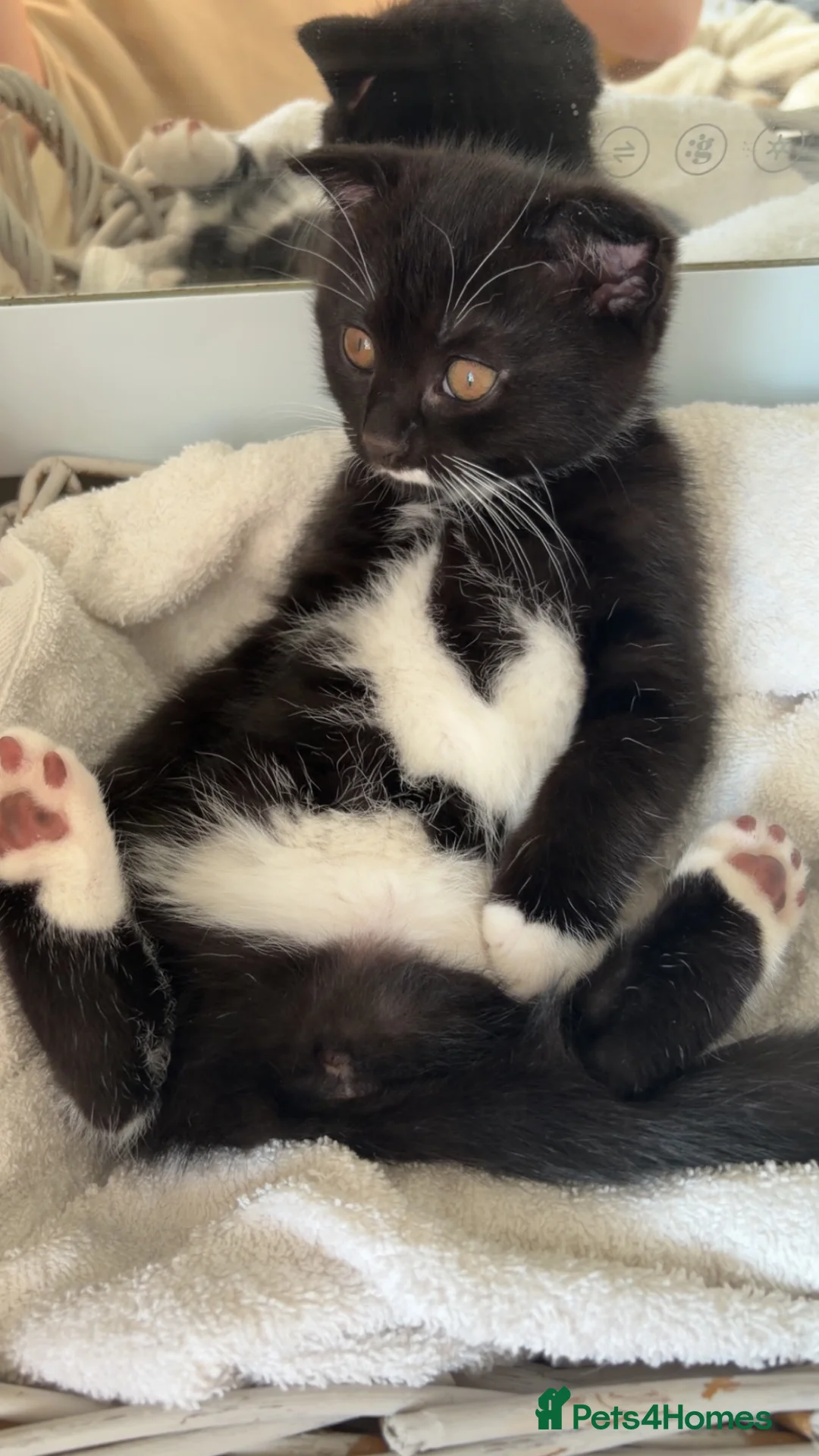 Scottish Fold cats for sale: Black and white Scottish fold kitten  - Advert 10