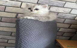 Persian cats for sale: Persian kittens for sale - Image 10