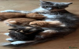 Mixed Breed cats for sale: British short haired / bengal kittens  - Image 4