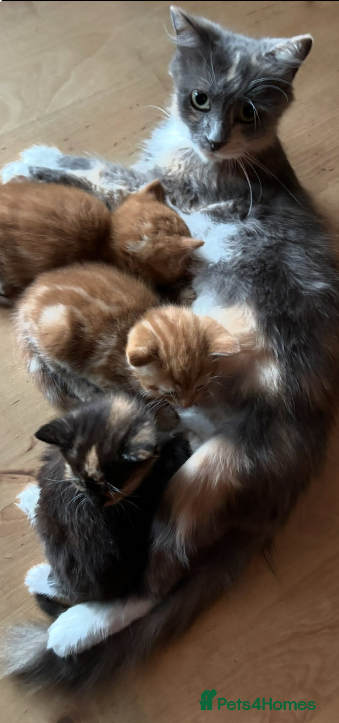 Mixed Breed cats for sale: British short haired / bengal kittens  - Image 4