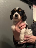 Cockalier dogs - Advert 6