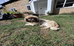 Mixed Breed dogs for sale: Beautiful Dachshund x Pekingese little girl - Image 4
