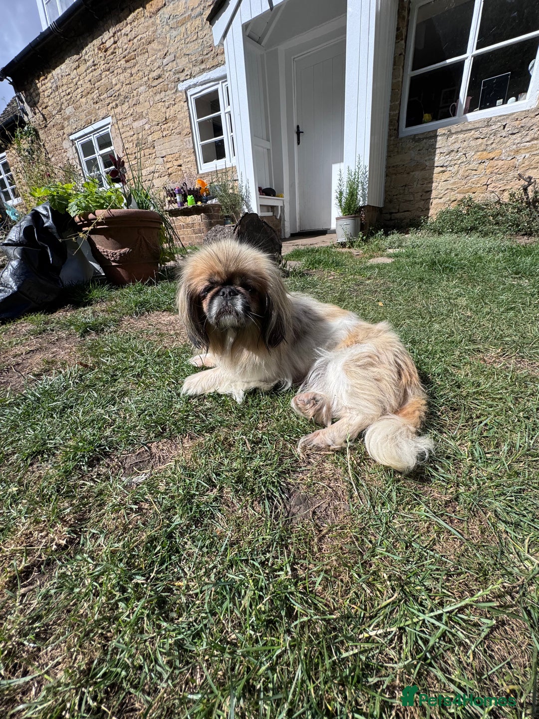 Mixed Breed dogs for sale: Beautiful Dachshund x Pekingese little girl - Image 4