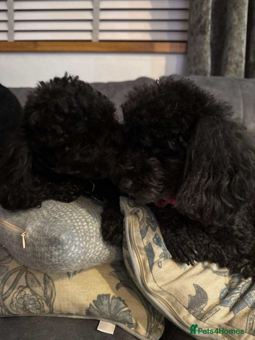 Toy Poodle dogs for sale: 2 black toy poodle girls - Advert 4