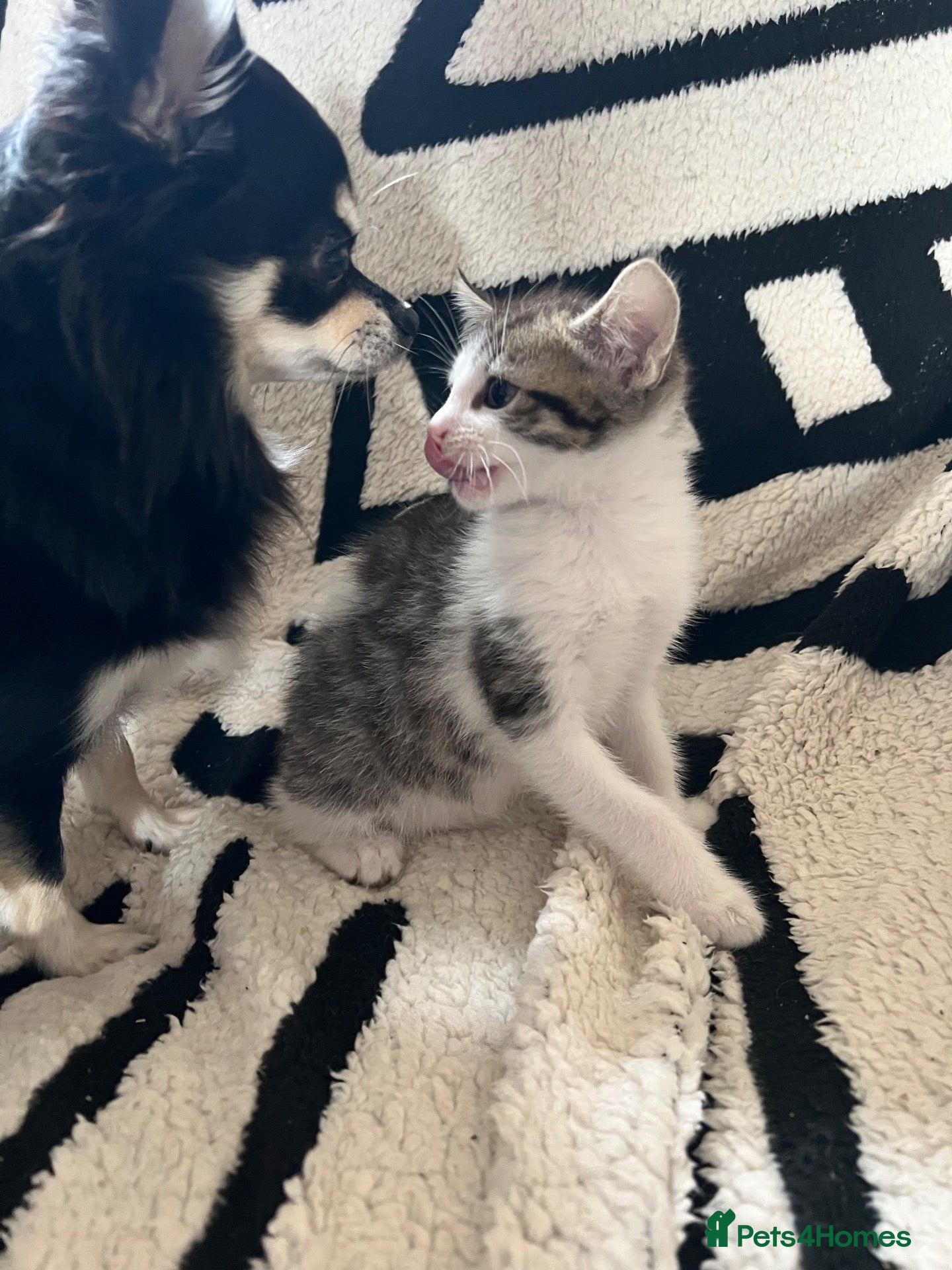 Mixed Breed cats Mixed kittens  - Advert 2