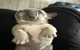 French Bulldog dogs for sale: 🌟 Adorable French Bulldog Puppies - Image 5
