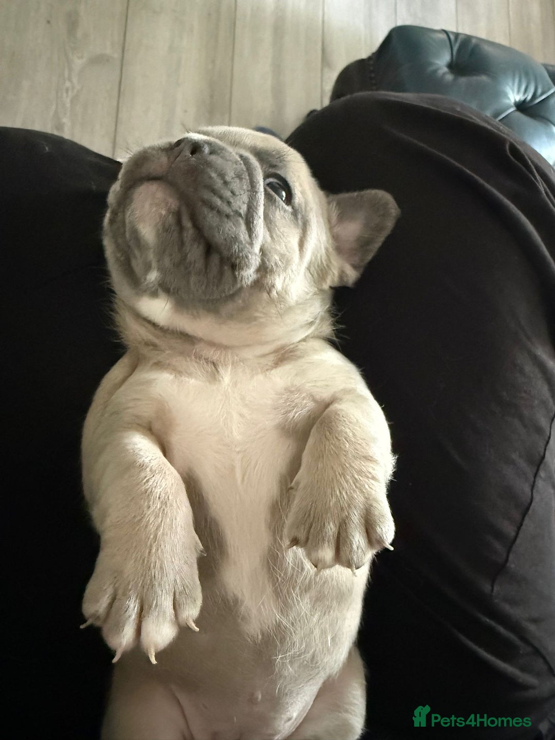 French Bulldog dogs for sale: 🌟 Adorable French Bulldog Puppies - Image 5