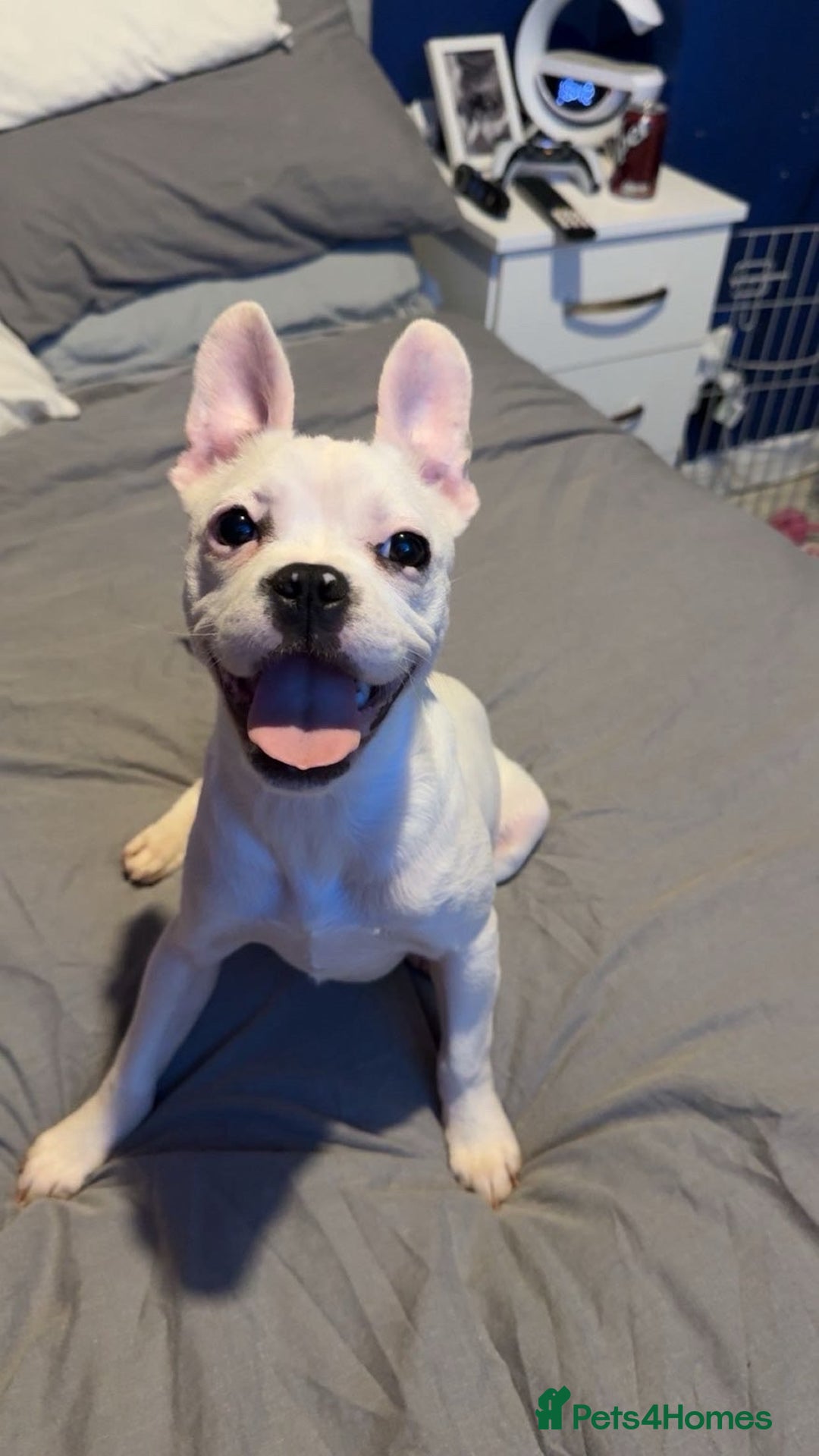 Mixed Breed dogs for sale: French bulldog cross staffy - Advert 3