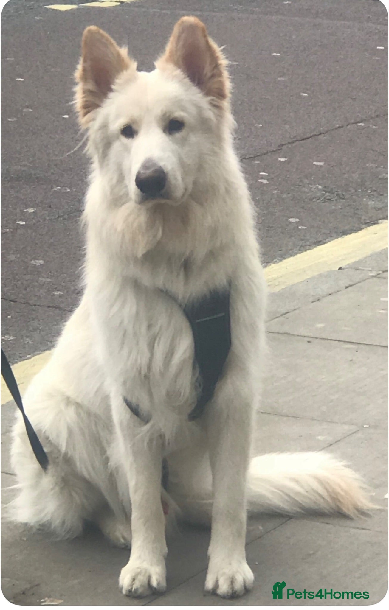 German Shepherd dogs Magnificent KC White Shepherd Male - Advert 1