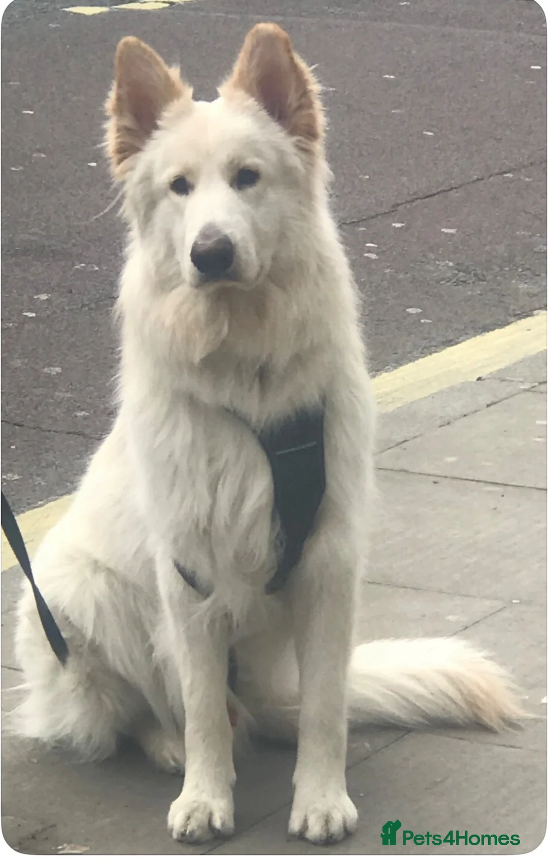 German Shepherd dogs for sale: Magnificent KC White Shepherd Male - Advert 1
