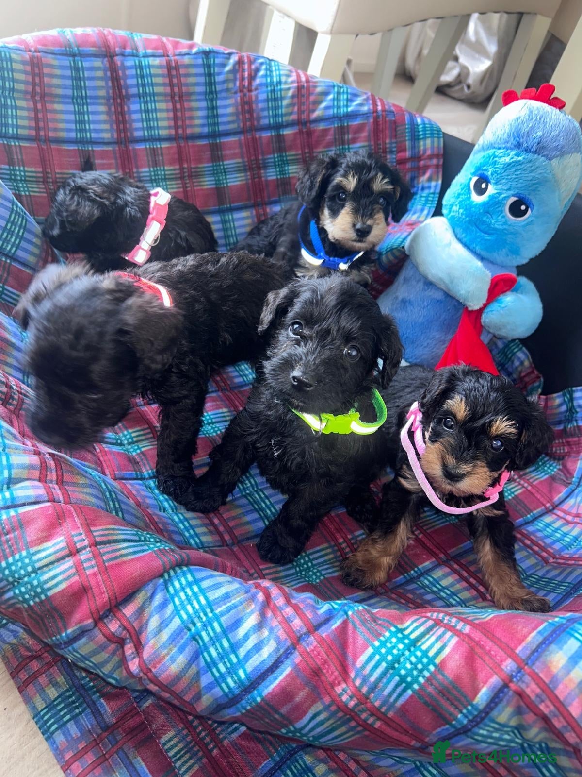 Schnoodle dogs F1 shnoodles  - Advert 2