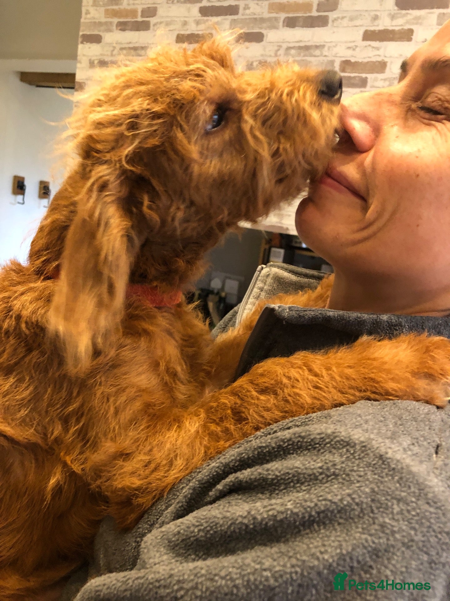 Labradoodle dogs for sale: keiras red fox miniature labradoodles  - Advert 1