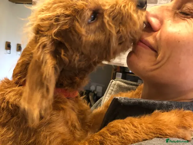 Labradoodle dogs for sale: keiras red fox miniature labradoodles - Advert 1