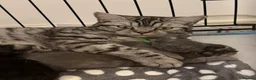 British Shorthair cats for sale: Mainecoon x - Advert 5