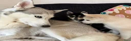 Pomsky dogs for sale: 3 Adorable Pomsky Puppies  in London - Advert 9