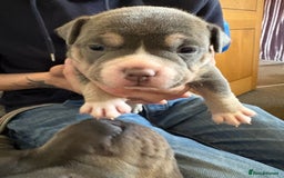 American Bully dogs for sale: American pocket bully tri pups - Image 7
