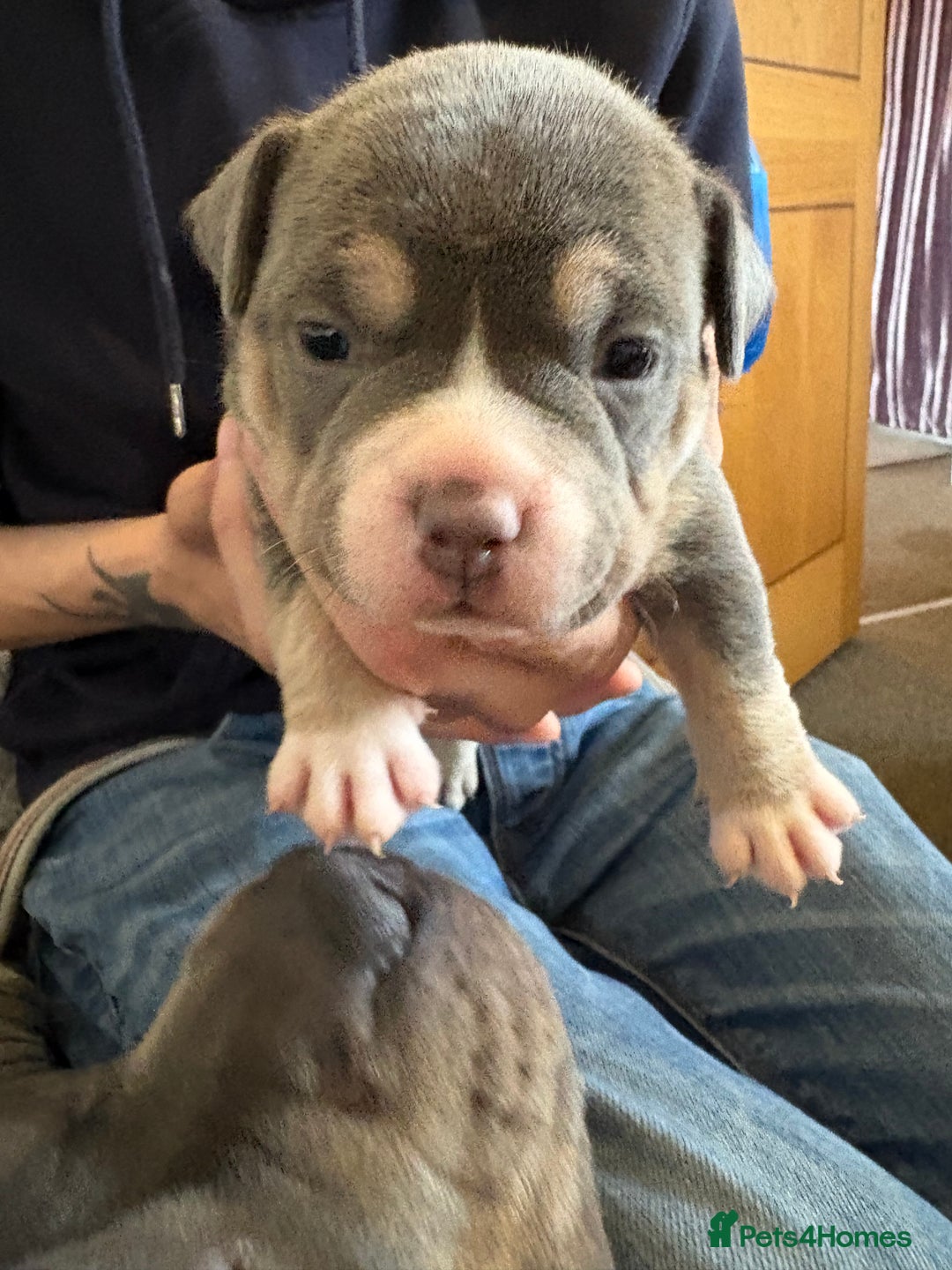 American Bully dogs for sale: American pocket bully tri pups - Image 7