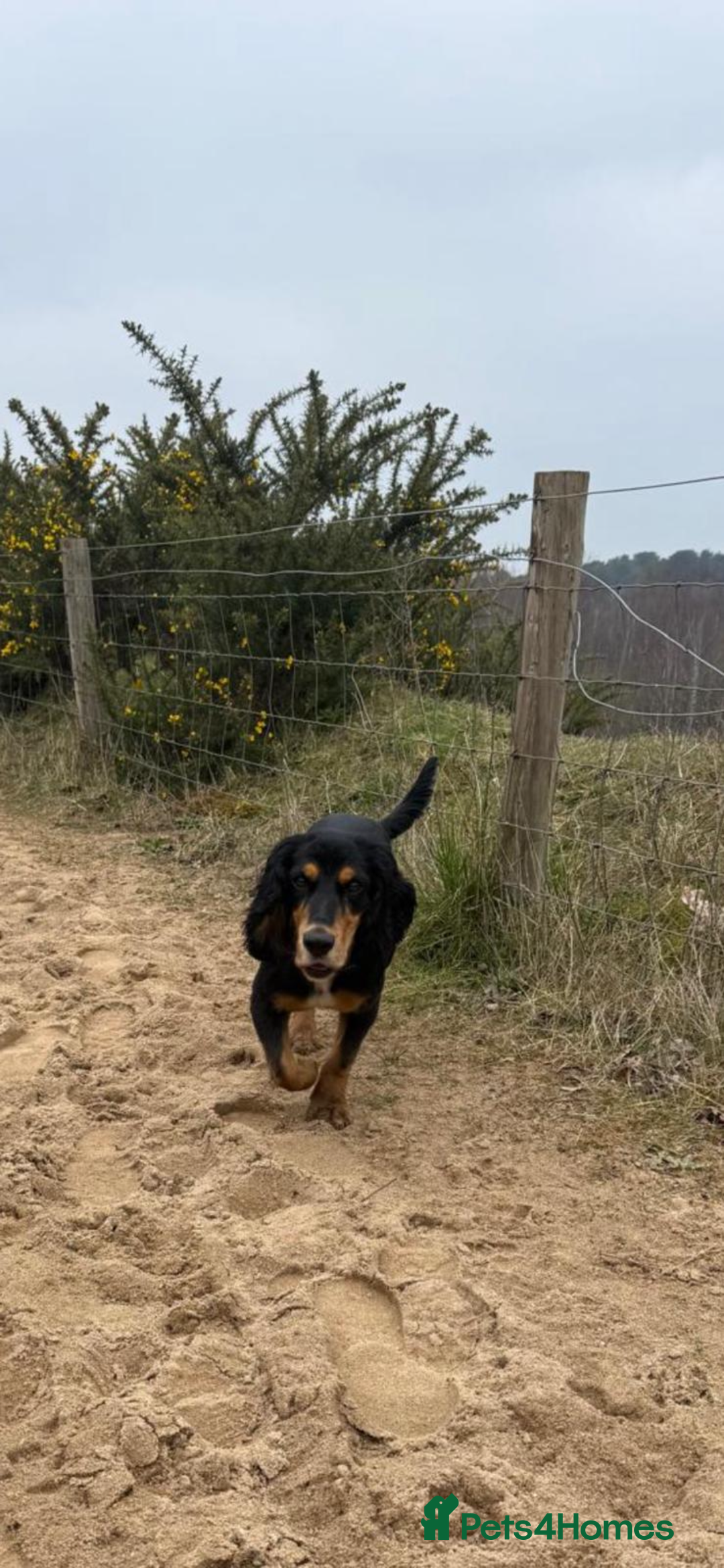 Cocker Spaniel dogs for sale: 2 year old working cocker spaniel - Advert 6