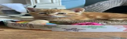 Exotic cats for sale: Exotic Persian shorthair - Advert 5
