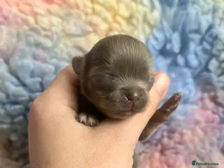 Chihuahua dogs ❤️🔥Dna tested parents❤️🔥1 Girl 2 Boys - Advert 13
