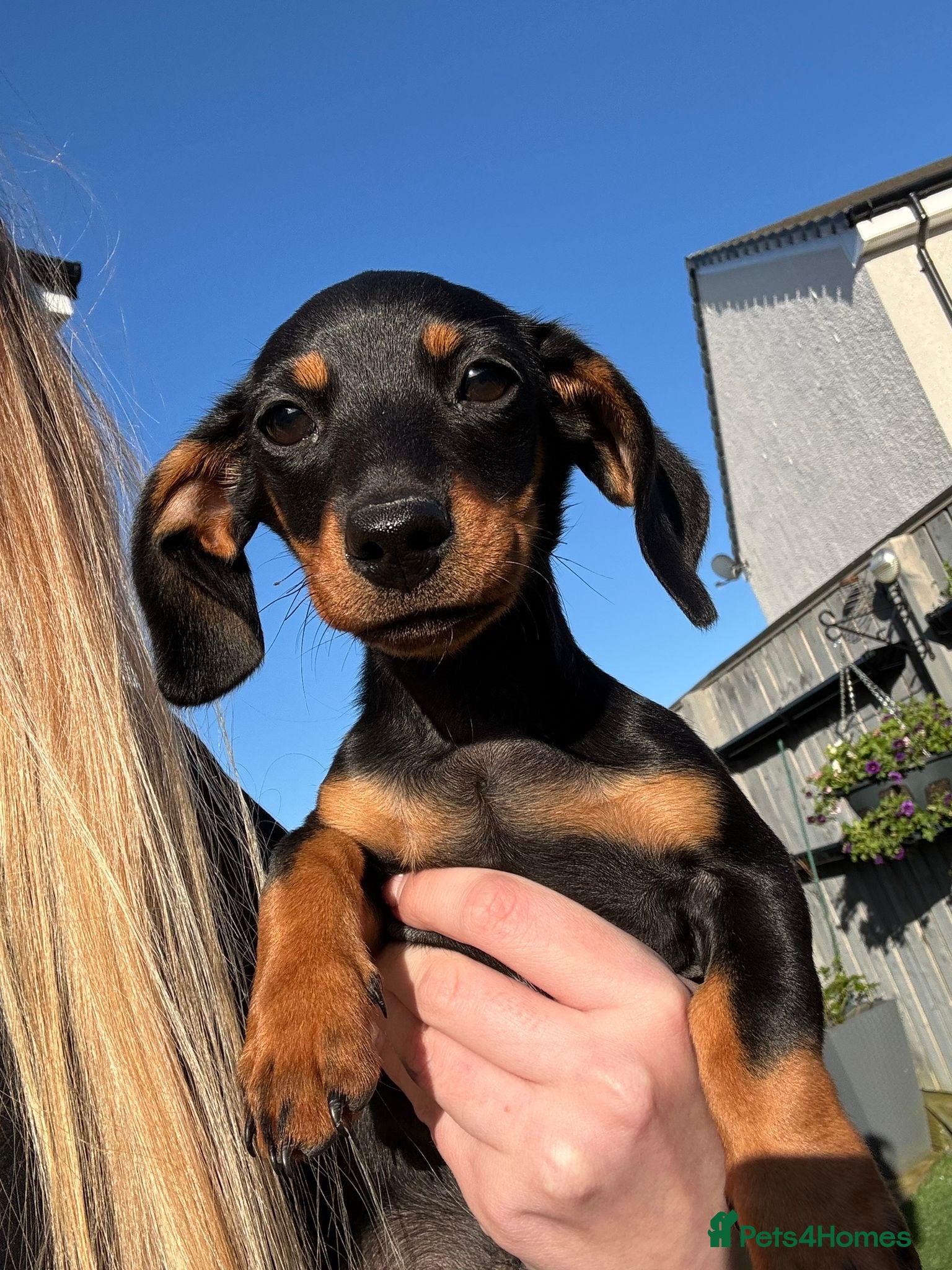 Dachshund dogs for sale: Last of the litter Female.  - Advert 6