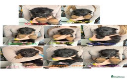 German Shepherd dogs for sale: hip scored DM Clear and DNA tested parents - Image 1