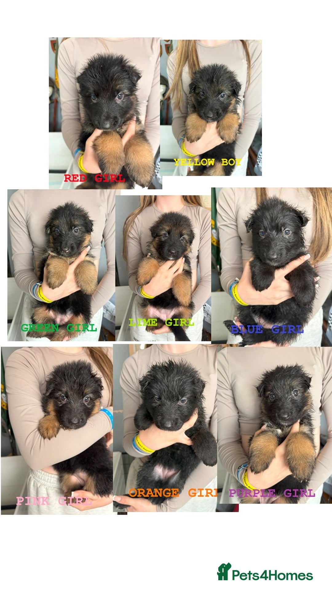 German Shepherd dogs for sale: hip scored DM Clear and DNA tested parents - Image 1