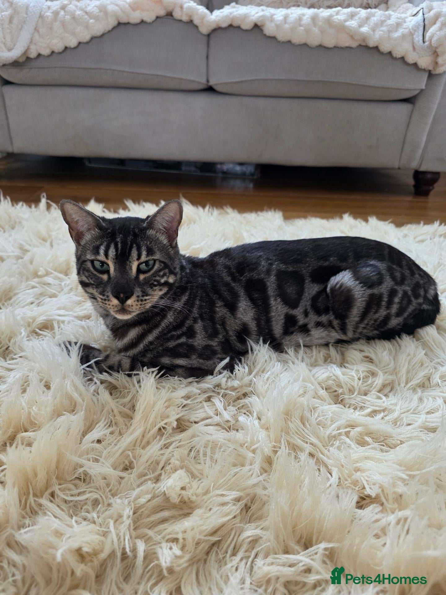 Bengal cats for sale: Sotty - Advert 5