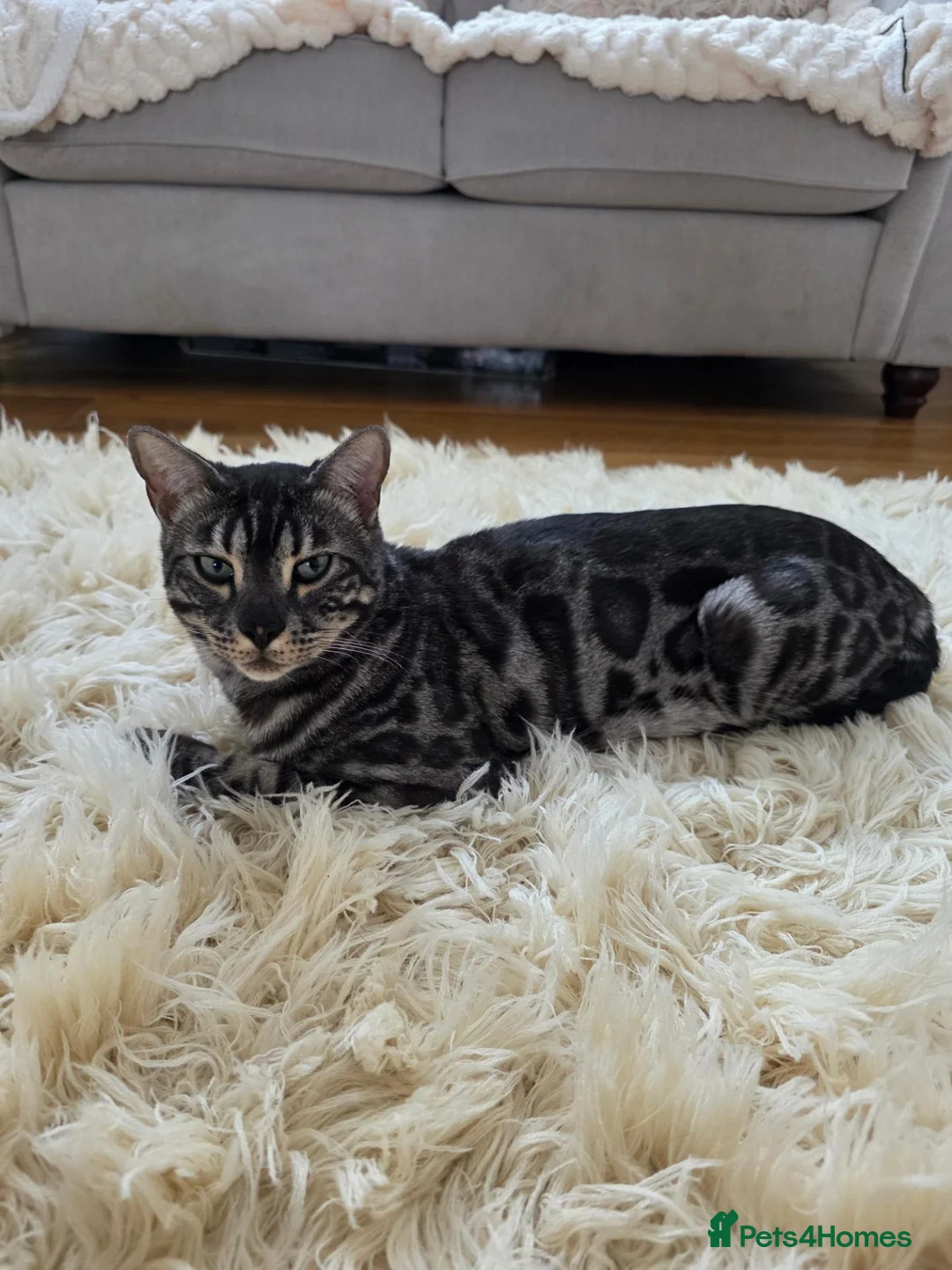Bengal cats for sale: Sotty in Purley - Advert 1