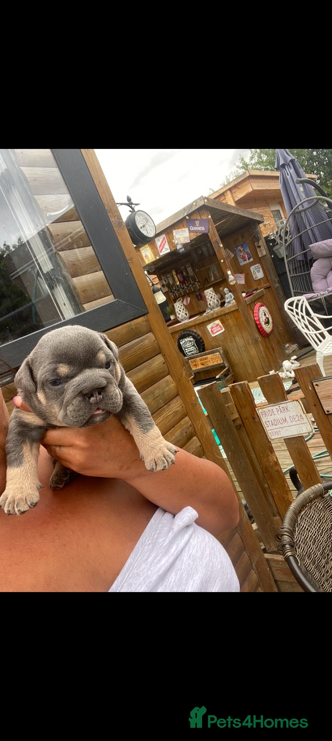 English Bulldog dogs for sale: KC REGISTERED ENGLISH BULLDOGS  - Image 7