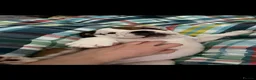 English Bulldog dogs for sale: English bulldog girl  - Advert 12