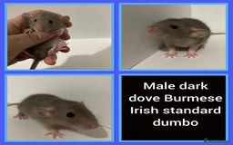 Rat rodents for sale: Adorable dumbo baby rates for sale ♥️ - Advert 13