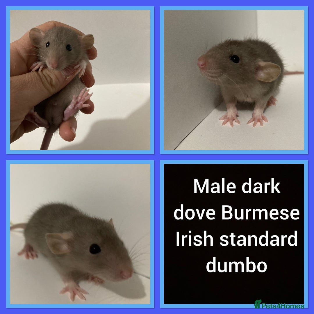 Rat rodents for sale: Adorable dumbo baby rates for sale ♥️ - Advert 13