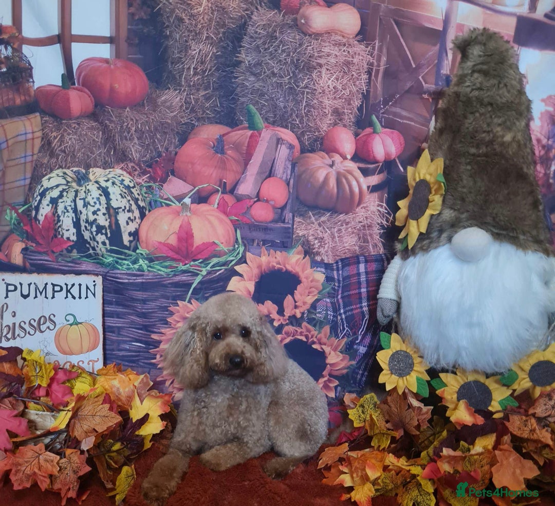 Toy Poodle dogs for stud: Red Toy Poodle for STUD KC Registered in Dudley - Advert 2