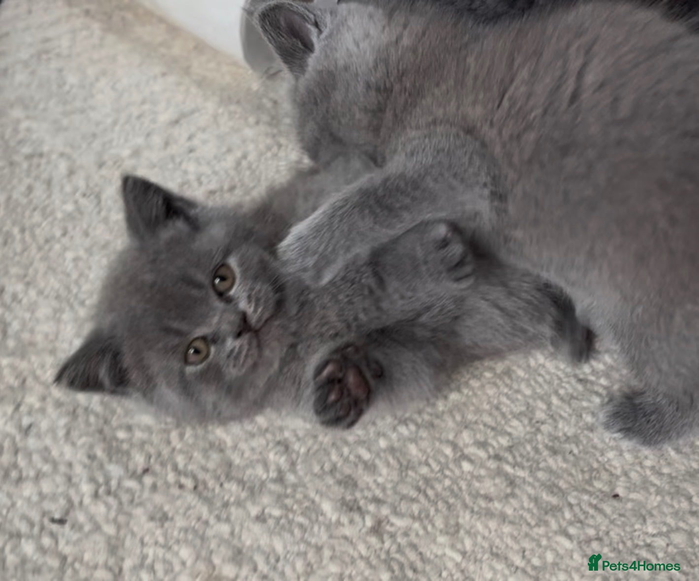 British Shorthair cats Pedigree British Short Hair BSH Adorable Female - Advert 2