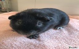Guinea Pig rodents for sale: Two young Sows and Older boars - Image 8