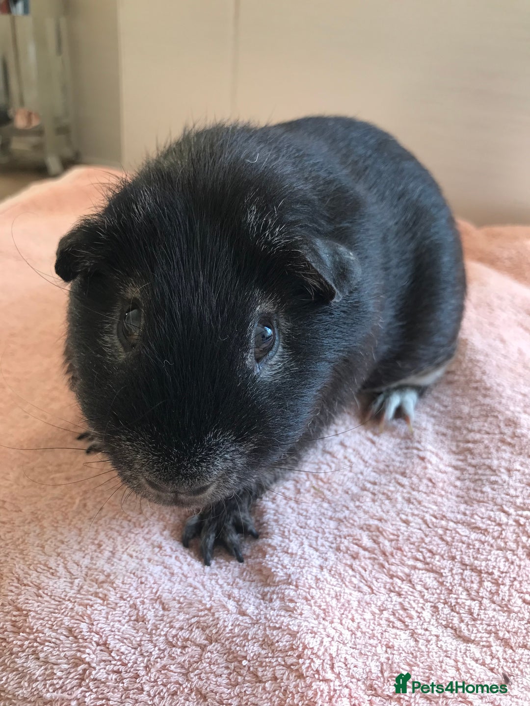 Guinea Pig rodents for sale: Two young Sows and Older boars - Image 8