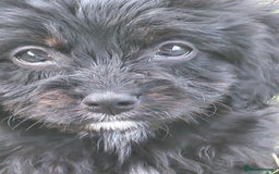 Cavapoo dogs for sale: Beautiful cavapoos  - Image 15