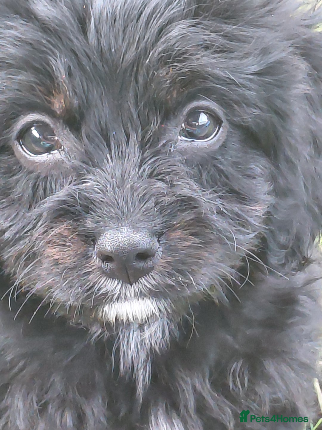 Cavapoo dogs for sale: Beautiful cavapoos  - Image 15