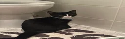 Mixed Breed cats for sale: 3 cats, tortie, tuxedo and black  - Advert 1