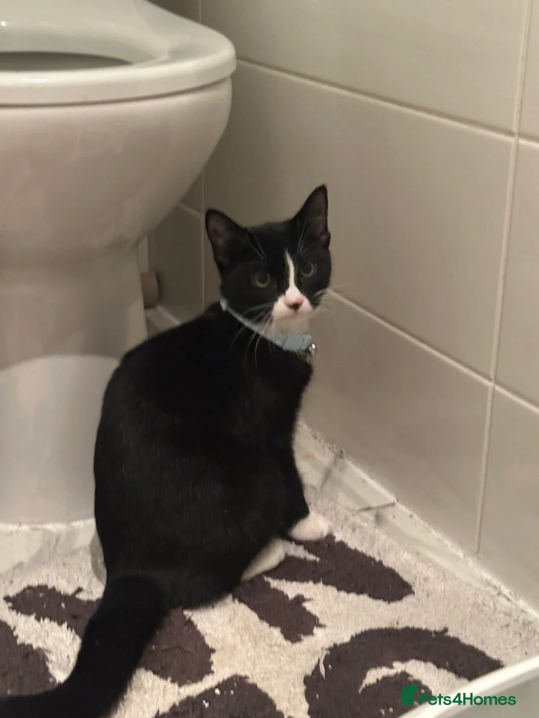 Mixed Breed cats for sale: 3 cats, tortie, tuxedo and black  - Advert 1