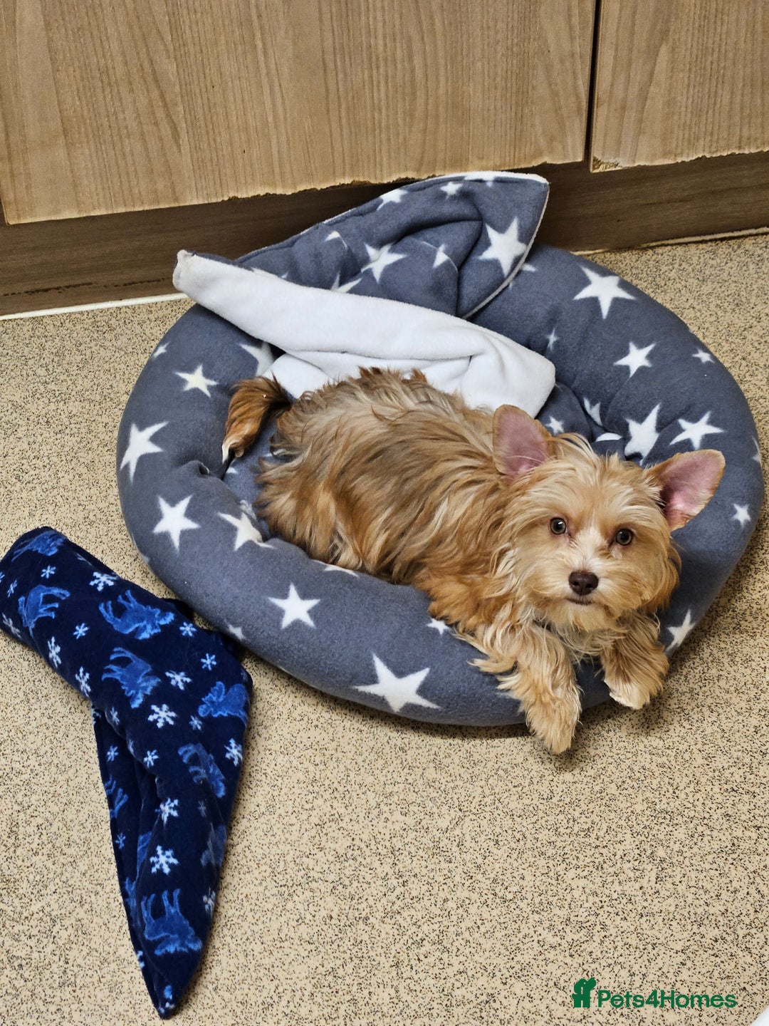 Yorkshire Terrier dogs for sale: Small Blonde Yorkie girl ready now - Advert 2