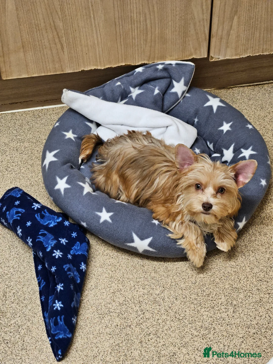 Yorkshire Terrier dogs for sale: 🤎 DNA tested mother 🤎 Blonde Yorkie girl - Advert 1