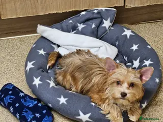Yorkshire Terrier dogs for sale: 🤎 DNA tested mother 🤎 Blonde Yorkie girl - Advert 3