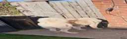Central Asian Shepherd dogs for sale: Mrsmm - Advert 5