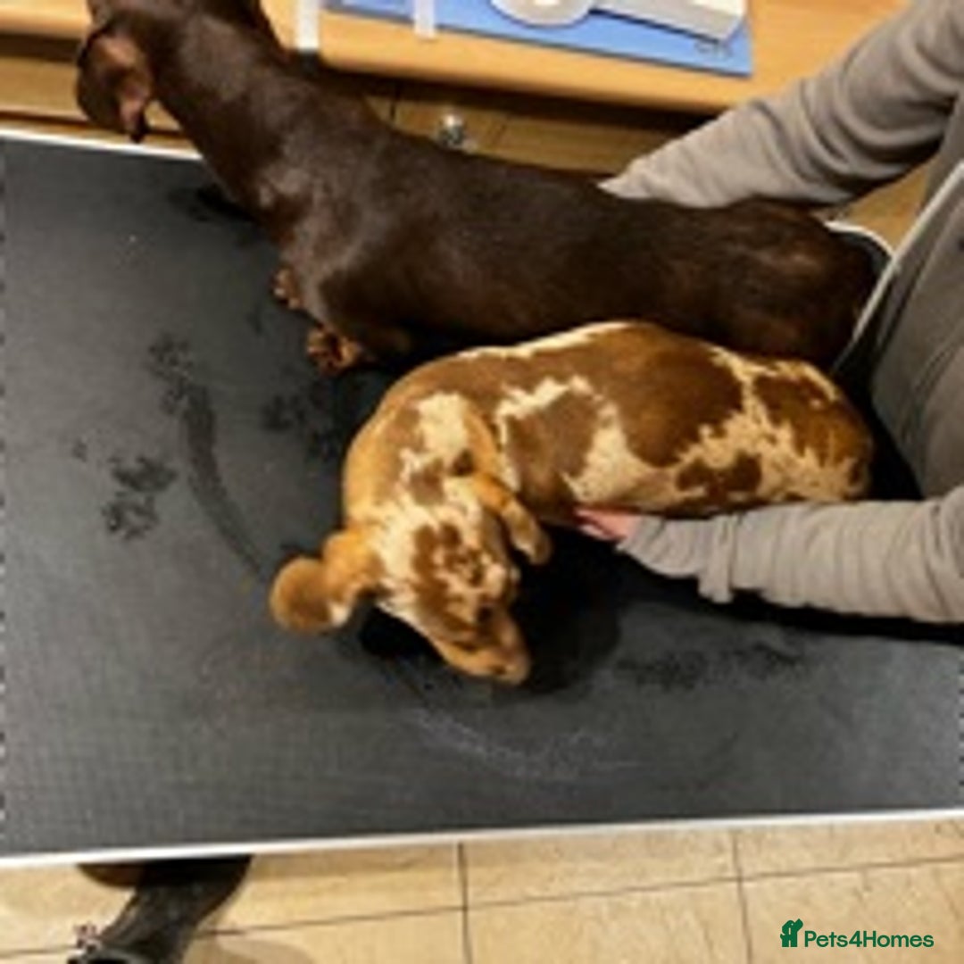 Dachshund dogs for stud: Minature Choc Cream & Tan Dapple (Blue & Pied) in Doncaster - Image 2
