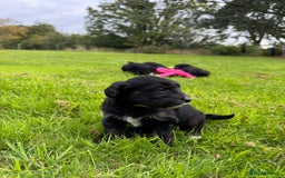 Bordoodle dogs for sale: Quality Miniature Bordoodles  - Image 15