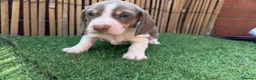 Miniature Dachshund dogs for sale: LOVELY MINIATURE DACHSHUNDS PUPPIES FOR SALE in St Andrews - Advert 2
